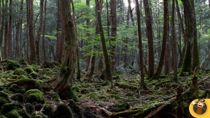 Haunted Places In Japan haunted japanese forest  Aokigahara Forest suicide forest in japan