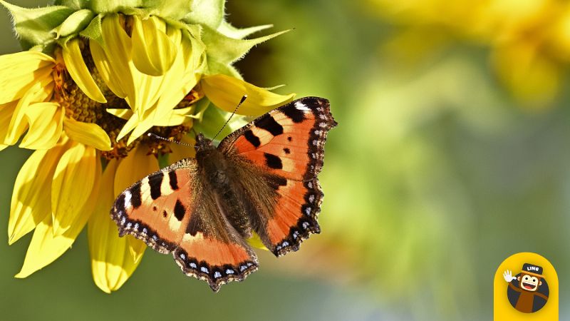 Insect names in Dutch