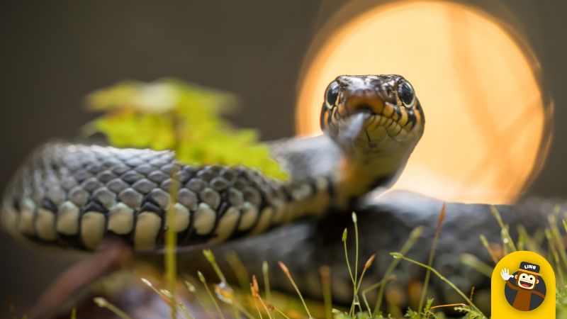 Snake names in Dutch