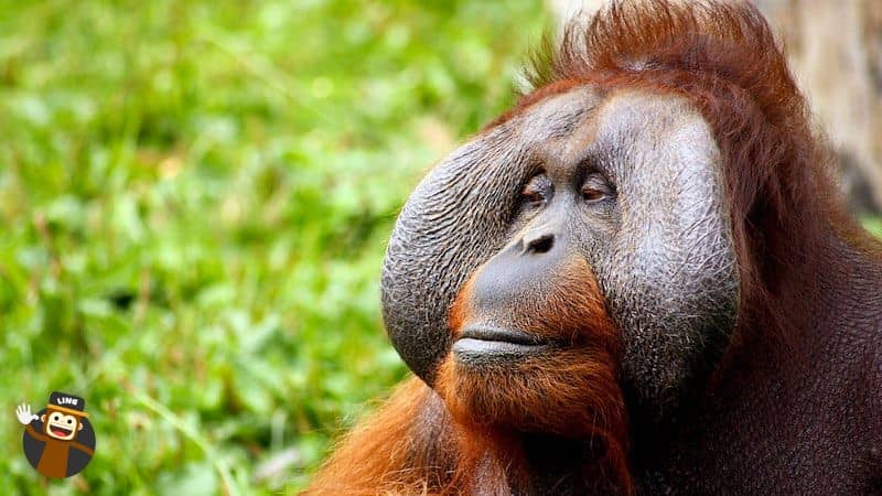 Vietnamese Orangutans 