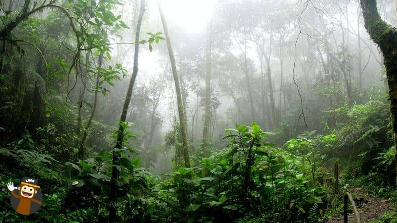 Batatut Vietnam forest