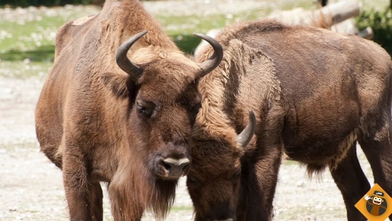 the european bison