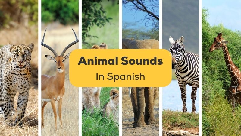 Animal Sounds In Spanish: 5+ Easy Sounds To Copy! - Ling App