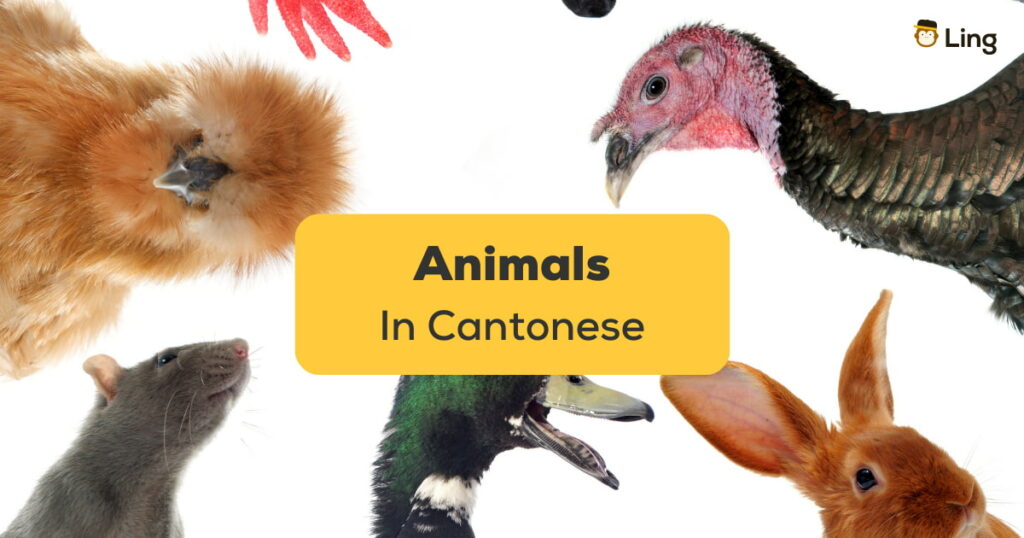 Animals In Cantonese