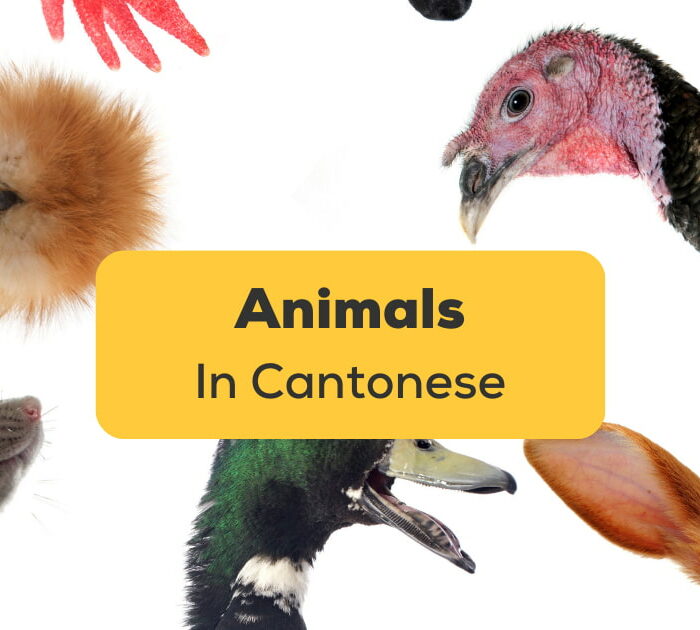 Animals In Cantonese