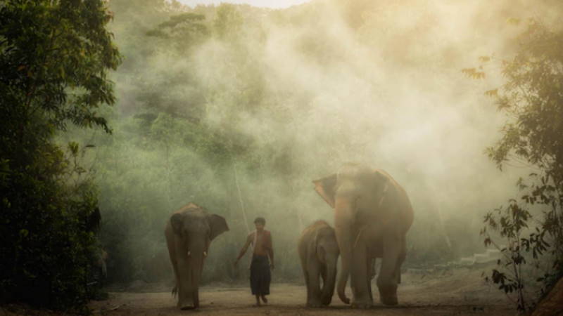 Elefanten im Freien in Thailand