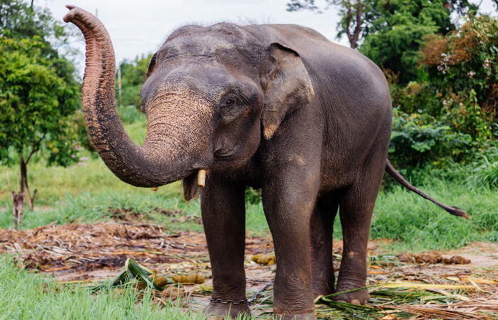 Elefanten in Thailand Ling App Einfacher Ratgeber