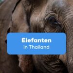 Elefanten in Thailand Ling App Einfacher Ratgeber