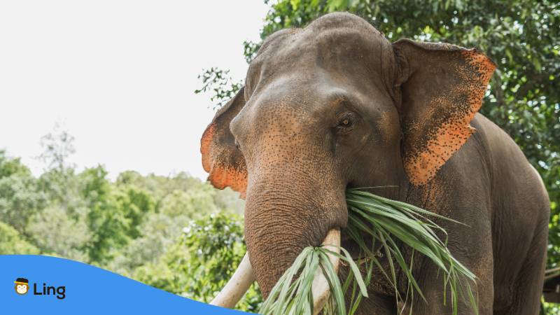Asiatischer Elefant in Thailand isst Grünzeug