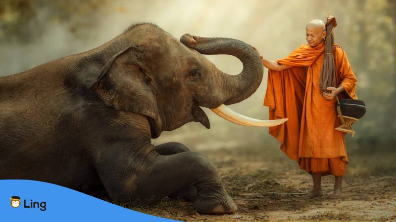 Mönch streichelt den Rüssel eines Elefanten in Thailand