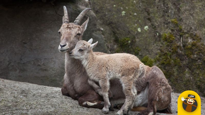 Mountain goats Germany