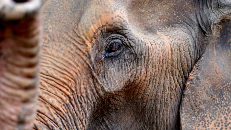 Nahaufnahme von einem Elefanten in Thailand