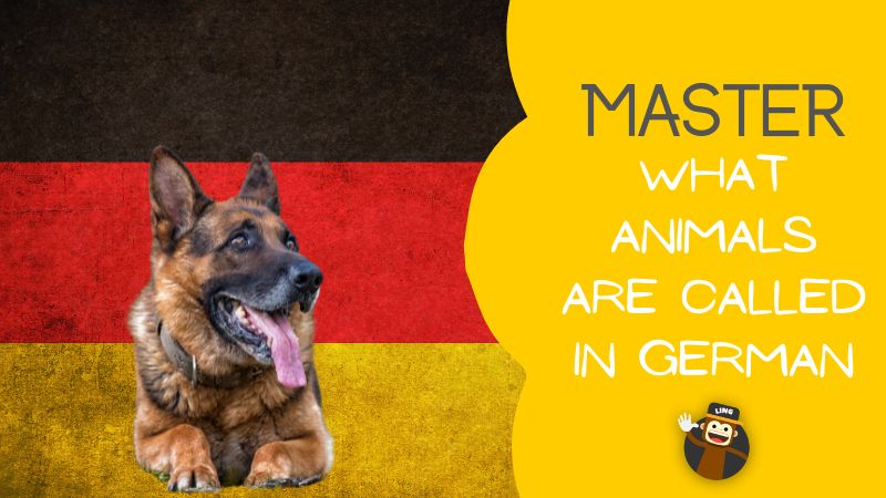 Master What Are Animals Called In German - Ling App