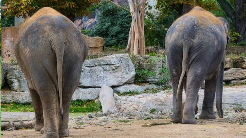 Zwei Elefanten in Thailand