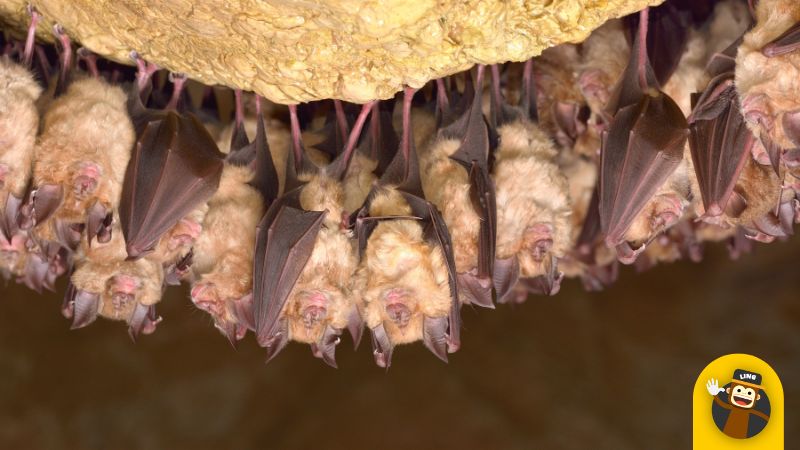 bats native to germany