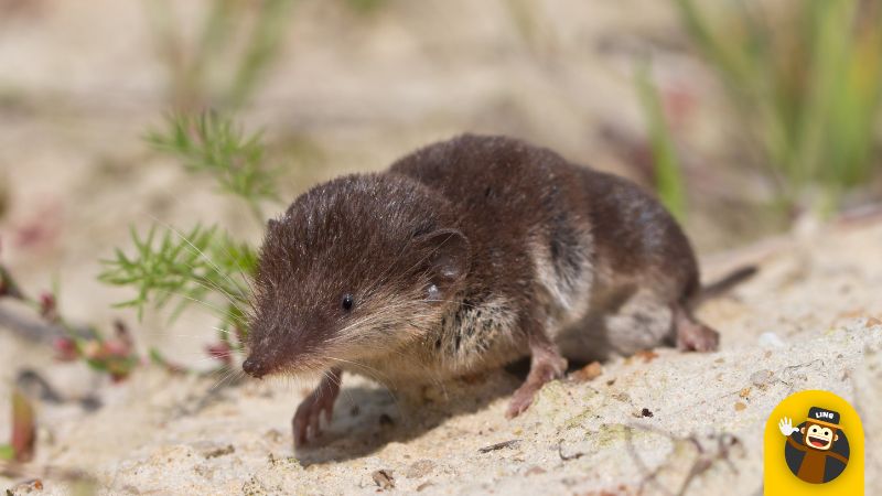 rodents native to germany