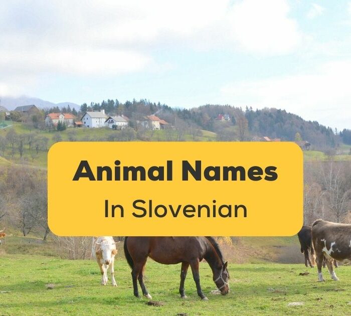 Animal Names In Slovenian