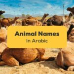 Animal Names in Arabic
