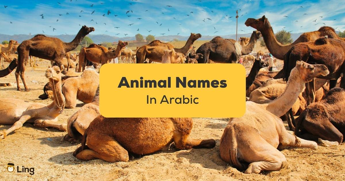 50+ Nifty Animal Names In Arabic - Ling App