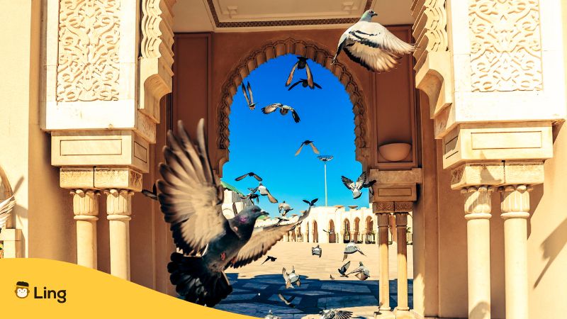Most-Common-Animals-In-KSA-Ling-App-Pigeons-Flying-Spring-