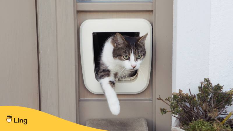 Katze kommt durch die kleine Tür ist eine Kroatische Redewendung