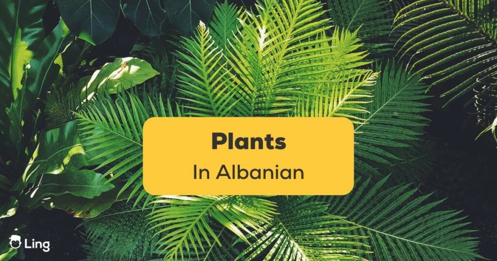 Plants in Albanian Ling App Featured Image