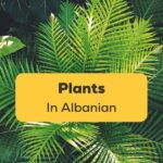Plants in Albanian Ling App Featured Image