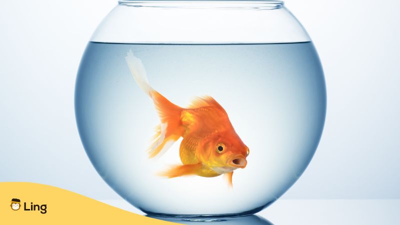 Ein Goldfisch schwimmt in einem Glas