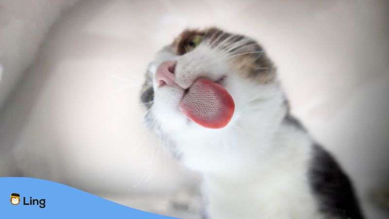 Die Zunge einer Katze in Großaufnahme