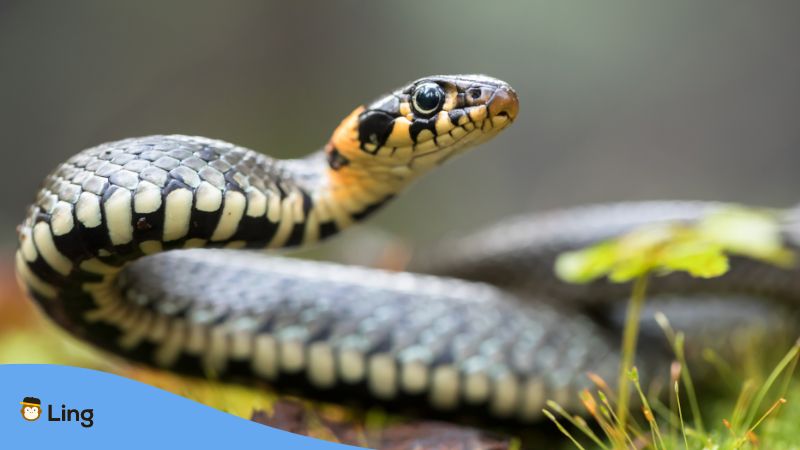 Eine Schlange im Gras