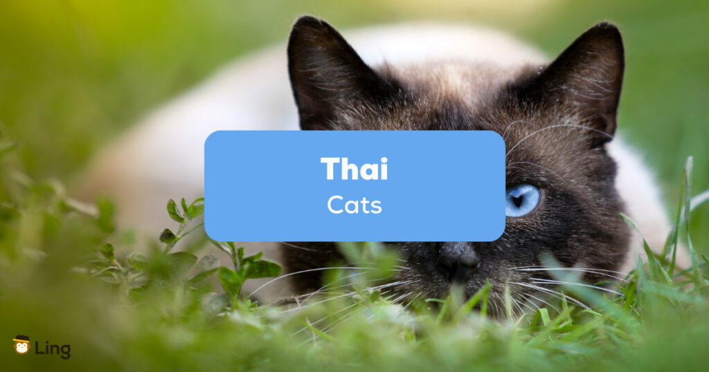 Thai Cats