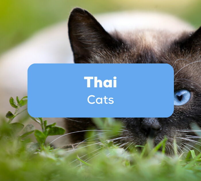 Thai Cats