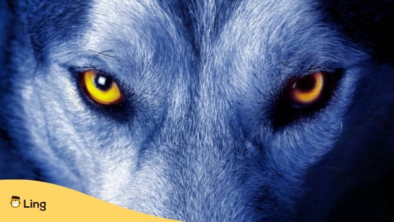 Wolfskopf mit gelben Augen ist Teil einer kroatischen Redewendung