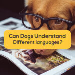 Smart dog with glasses-can dogs understand different languages
