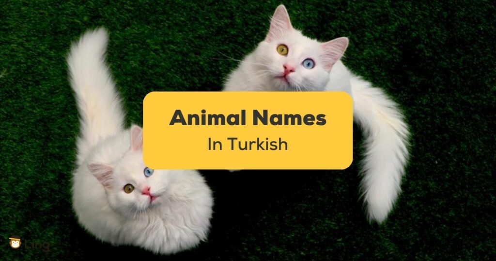 Animal names in Turkish - Ling