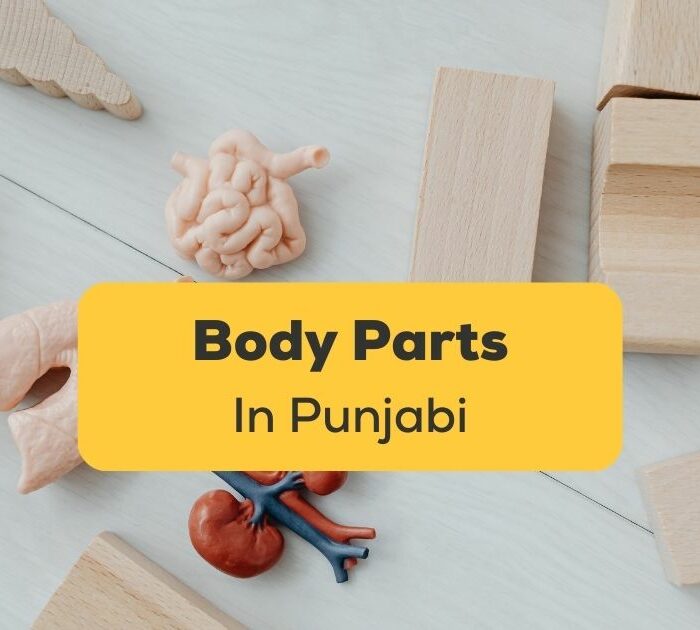 Body Parts In Punjabi Ling