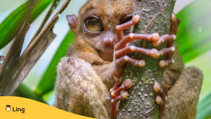 Meet the tarsier, one of the most famous Filipino animals!