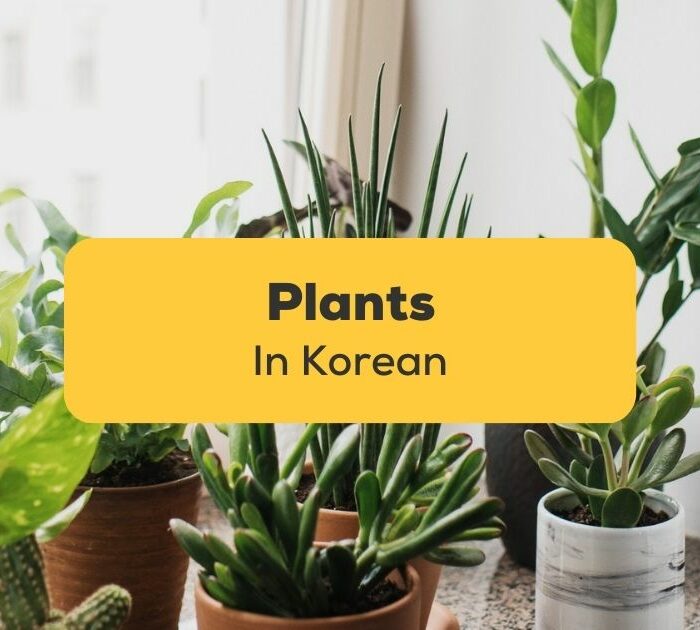 plants in Korean Ling