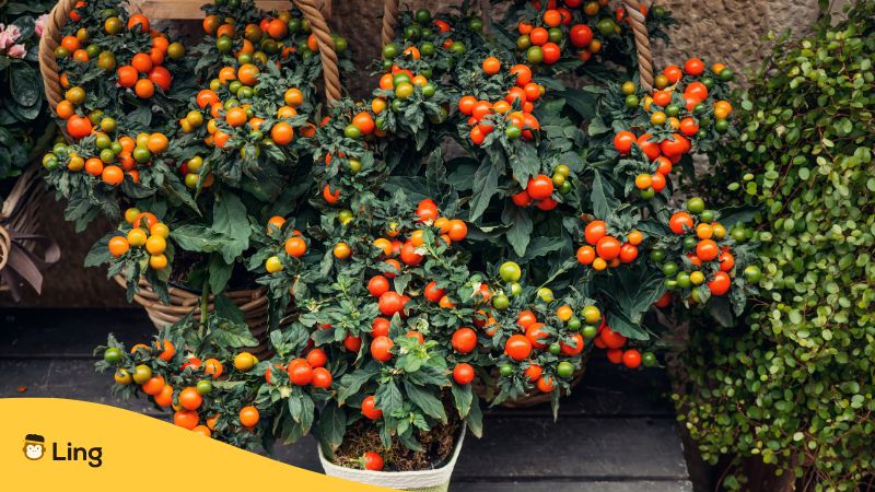 Plants-In-Korean-Ling-Cherry Tomato Plant