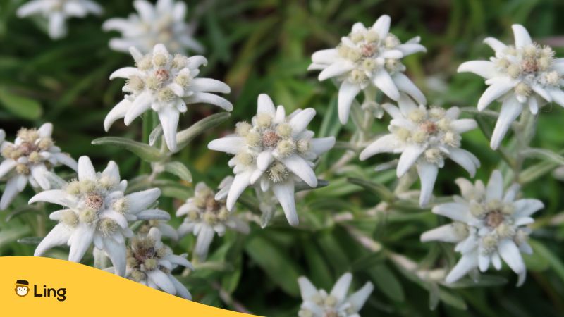 Plants-In-Korean-Ling-Edelweiss