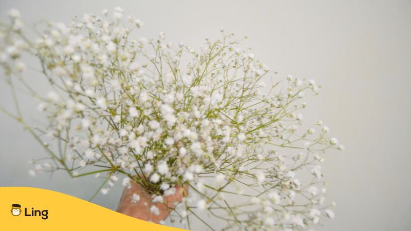 Plants-In-Korean-Ling-Gypsophila