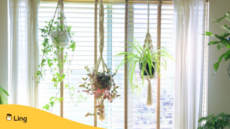 Plants-In-Korean-Ling-Hanging Plants