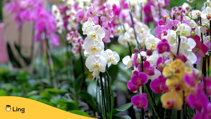 Plants-In-Korean-Ling-Orchids
