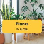Plants In Urdu Ling