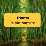 Plants in Vietnamese-ling app-bamboo forest