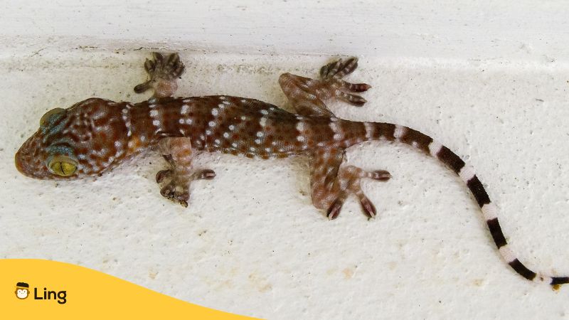 Gecko an einer weißen Hauswand, der in thailändischem Aberglauben bedeutet, dass beim Verlassen des Hauses Unglück widerfahren kann