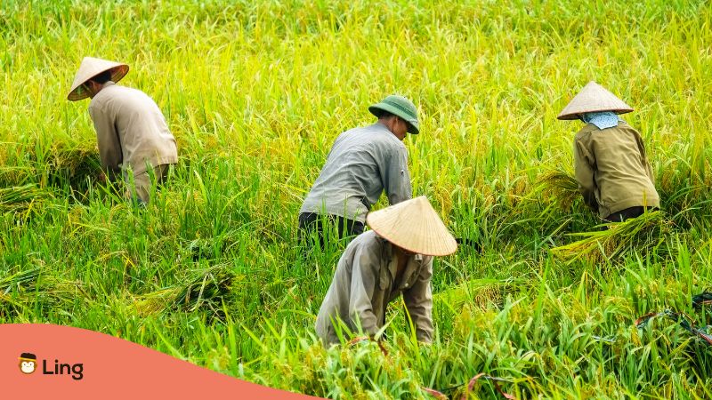 Vietnamese Holidays Ling App Vietnamese workers
