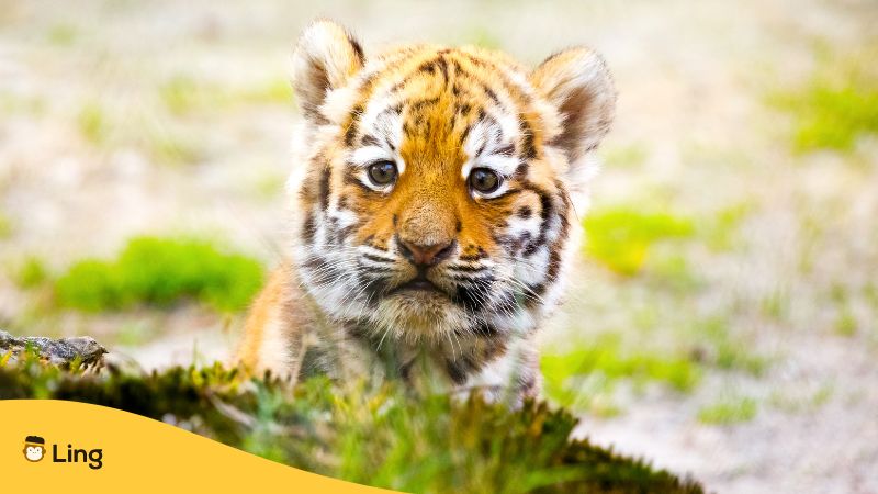 Malay Idioms - This tiger cub