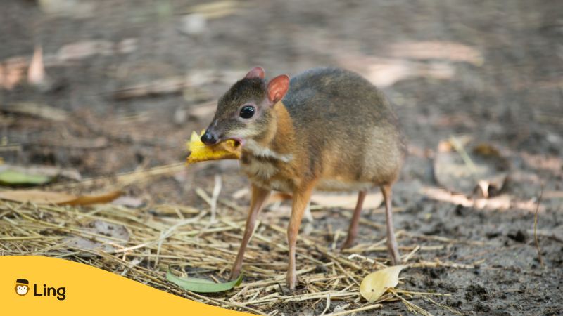 malay-myths-and-folktales - The kancil, or mousedeer