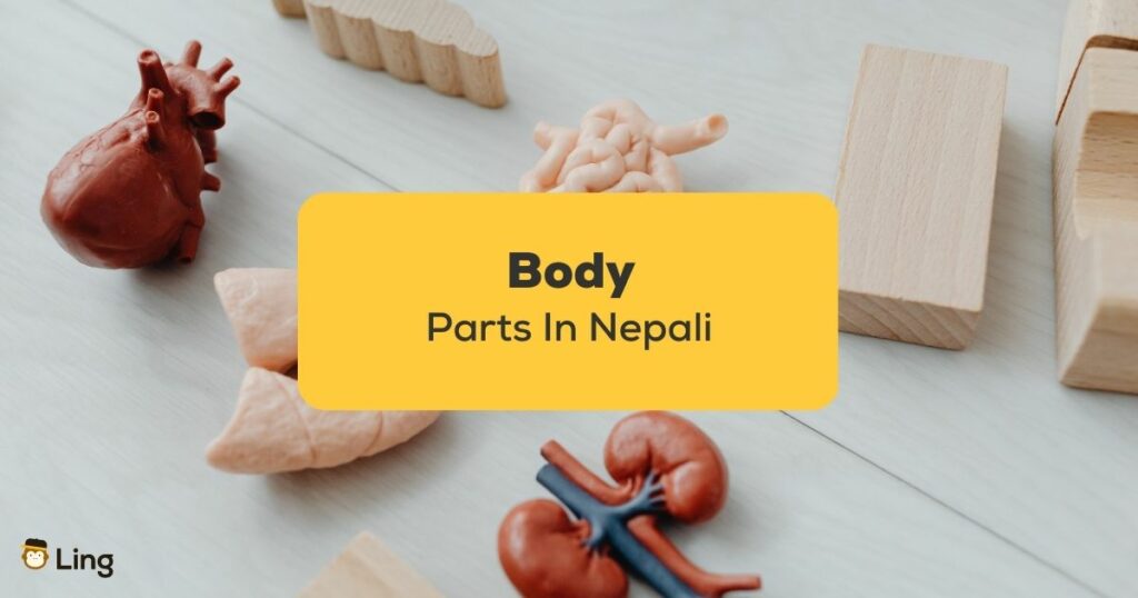 Body Parts In Nepali_ling app_learn nepali_Body Parts model
